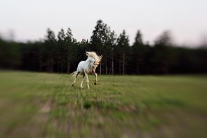 a_unicorn.jpg