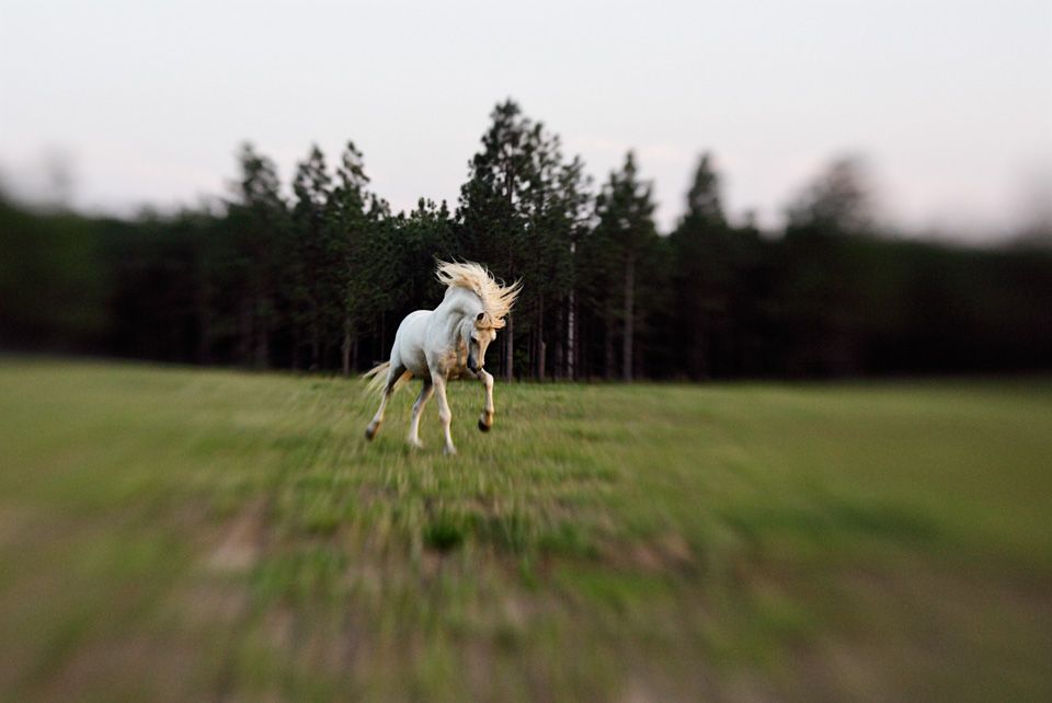 a_unicorn.jpg