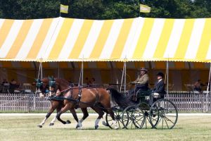 keadylaurelsdressage.jpg