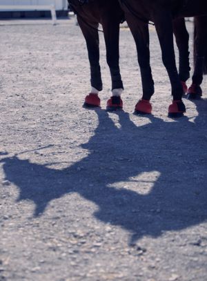 shadow.jpg