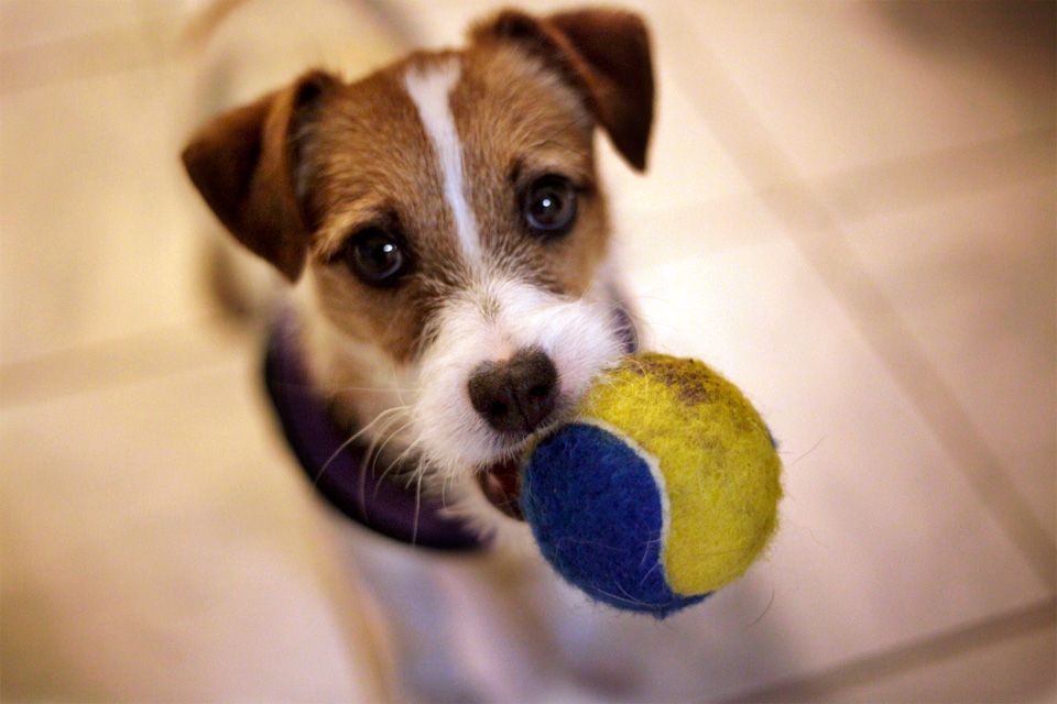 poppyball.jpg