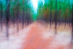 pineforest.jpg