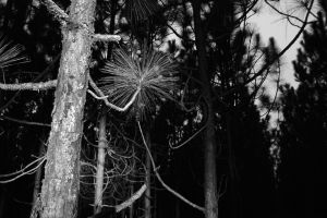 treesbw.jpg